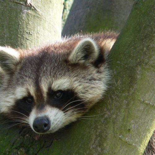 Så här tråkigt är det att läsa dåliga jobbannonser